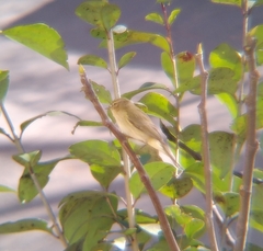 Phylloscopus collybita