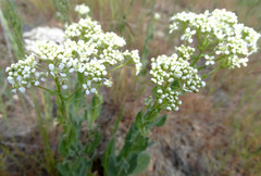 Lepidium appelianum