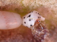 Clibanarius tricolor