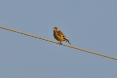 Chloris sinica