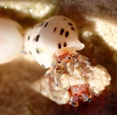 Clibanarius tricolor