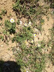 Erigeron tenellus