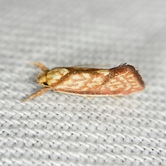 Crepidosceles chryserythra