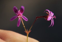 Pelargonium columbinum