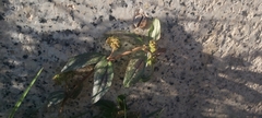 Euphorbia hirta