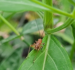 Trigonidium cicindeloides