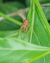 Trigonidium cicindeloides