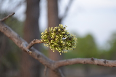 Zanha africana