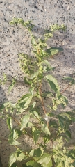 Chenopodiastrum murale