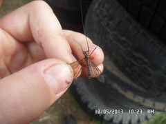 Nephrotoma pratensis