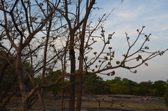 Zanha africana