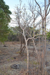 Zanha africana