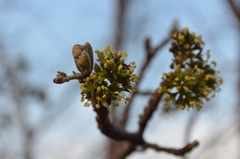 Zanha africana