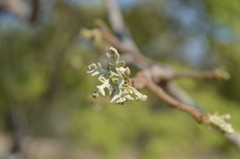 Zanha africana