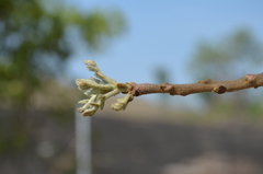 Zanha africana