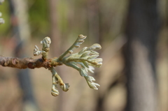 Zanha africana