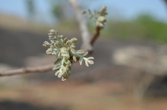 Zanha africana