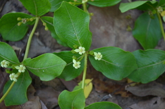 Fadogia triphylla