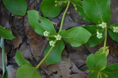 Fadogia triphylla