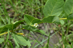 Fadogia ancylantha