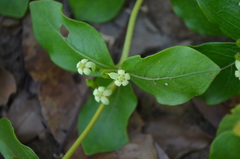 Fadogia triphylla