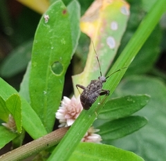 Proboscidocoris