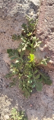 Sisymbrium irio