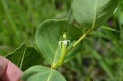 Fadogia ancylantha