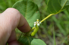 Fadogia ancylantha
