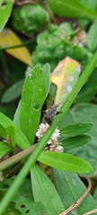 Proboscidocoris