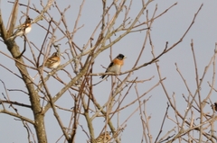 Fringilla montifringilla