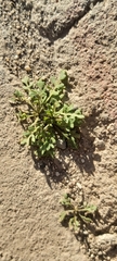 Sisymbrium irio