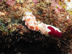 Goniobranchus setoensis