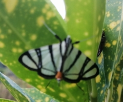 Conchylodes nolckenialis