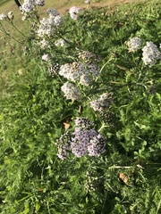 Achillea millefolium