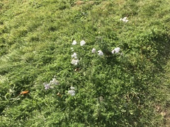 Achillea millefolium