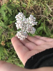 Achillea millefolium