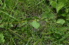 Fadogia ancylantha