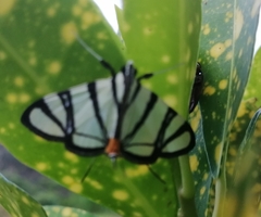 Conchylodes nolckenialis