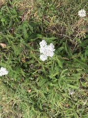 Achillea millefolium
