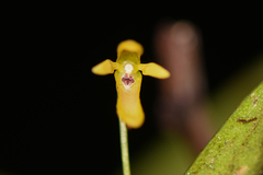 Pleurothallis arietina