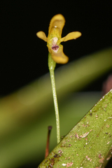 Pleurothallis arietina