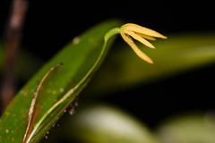 Pleurothallis arietina