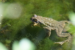 Bufo spinosus