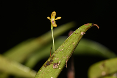 Pleurothallis arietina