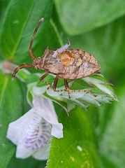 Gonocerini