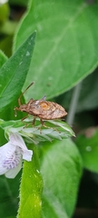 Gonocerini