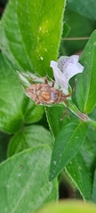 Gonocerini