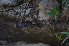 Phylloscopus collybita