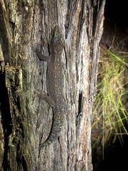 Oedura lineata